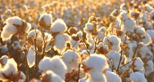 Learn Where Does Cotton Come From - AanyaLinen