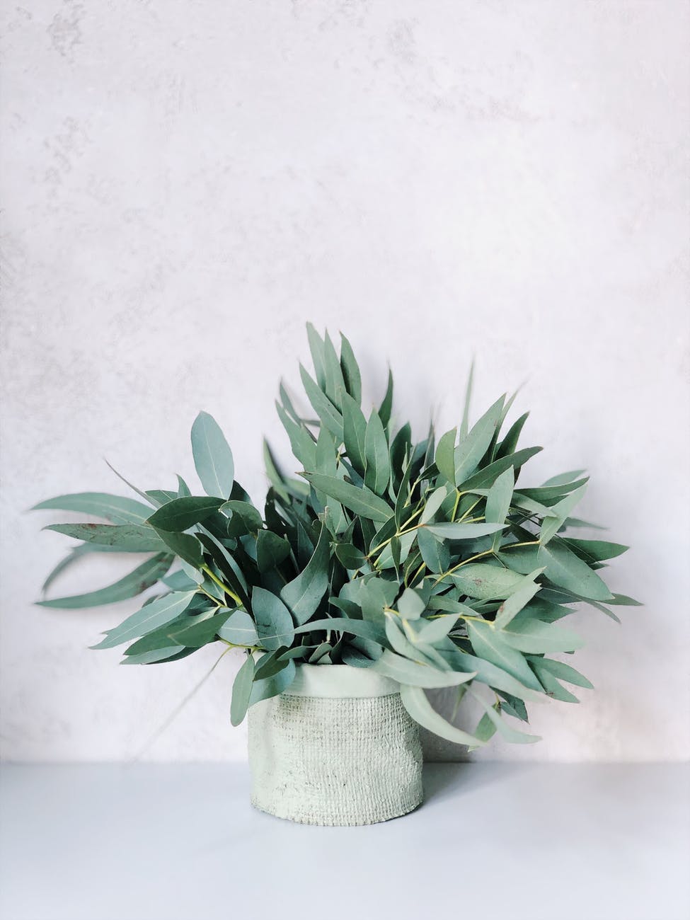 photo of plants on white pot