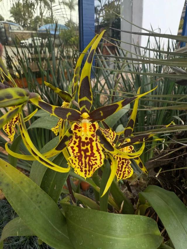 Segundo meu identificador de plantas , o nome é orquídea polvo . Que linda !