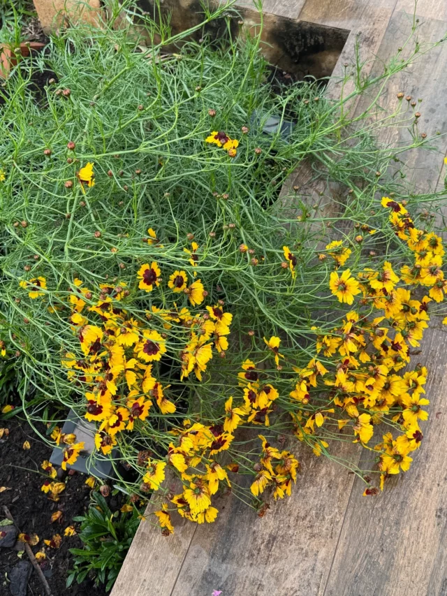 Depois do vendaval e temporal desta noite minhas coreopsis tombaram …☹️